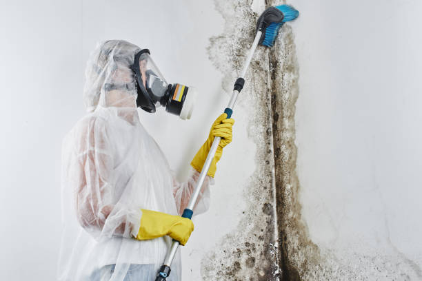 Home Mold Removal in North Fort Lewis, WA